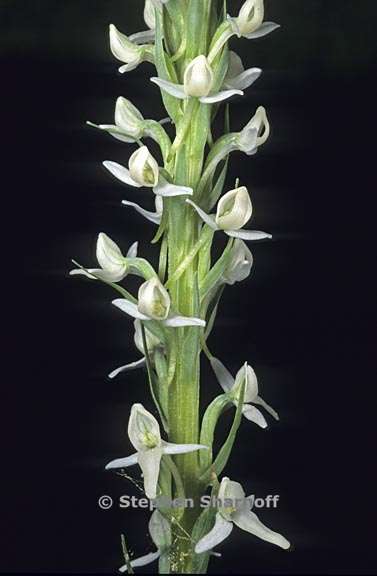 platanthera dilatata var leucostachys 4 graphic